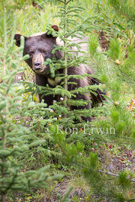 Black Bear