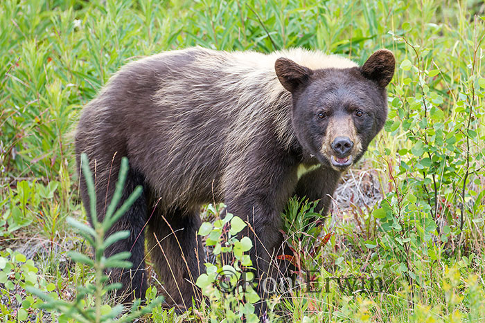 Black Bear