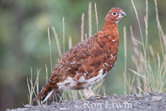 Male Willow Ptarmigan