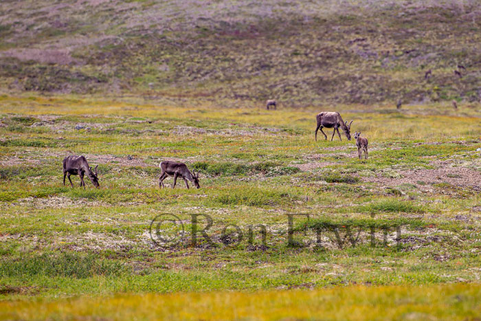 Porcupine Caribou