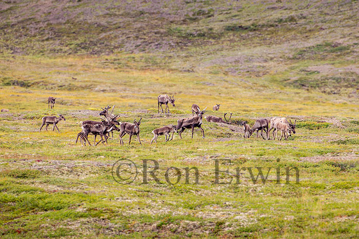 Porcupine Caribou