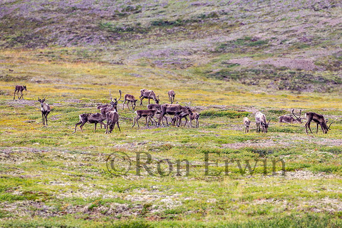 Porcupine Caribou