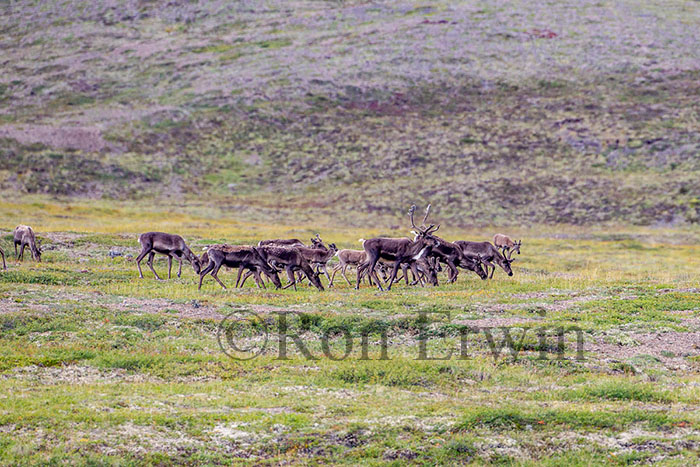 Porcupine Caribou