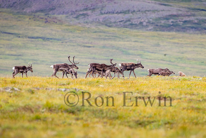 Porcupine Caribou