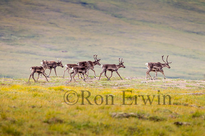 Porcupine Caribou