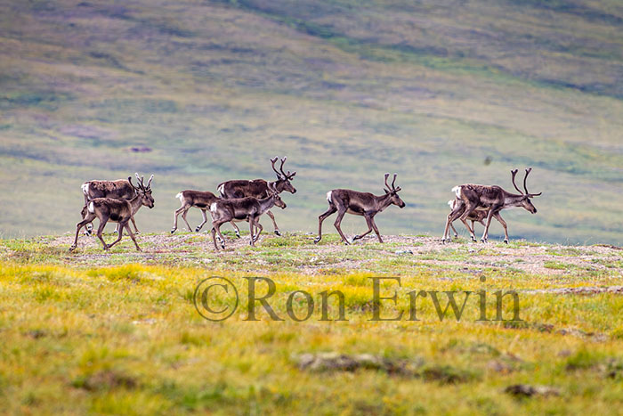 Porcupine Caribou