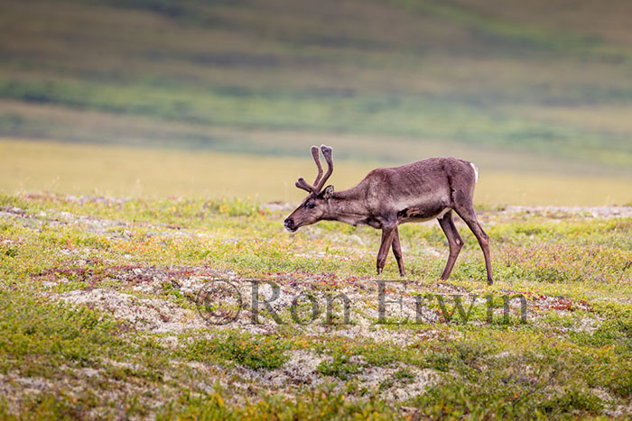 Porcupine Caribou
