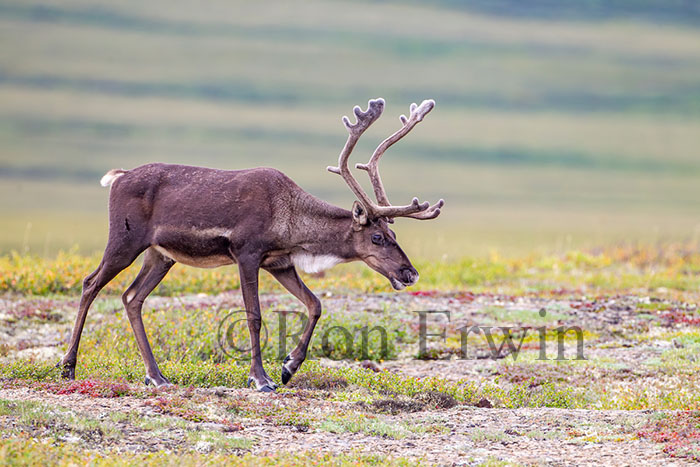 Porcupine Caribou