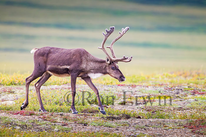 Porcupine Caribou