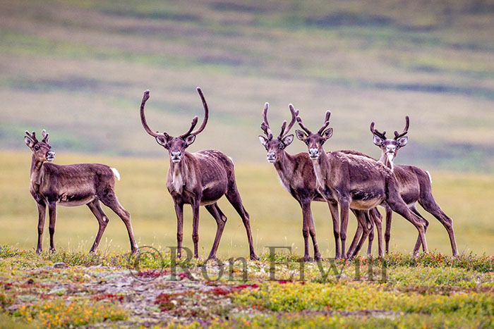 Porcupine Caribou