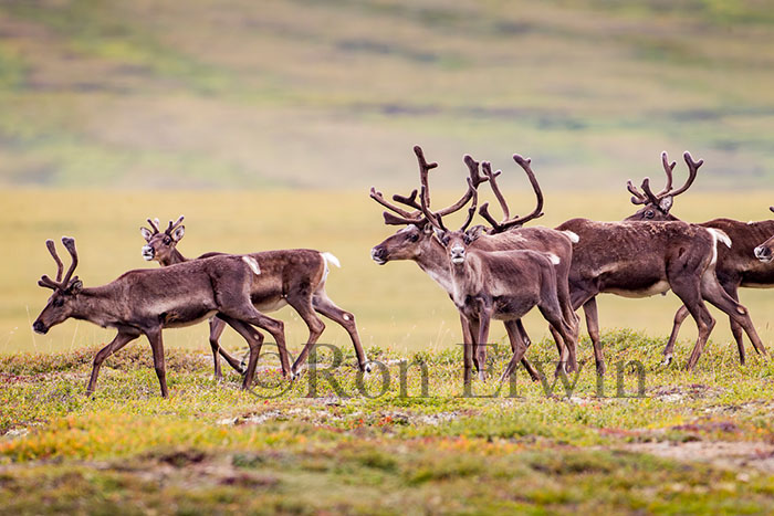Porcupine Caribou