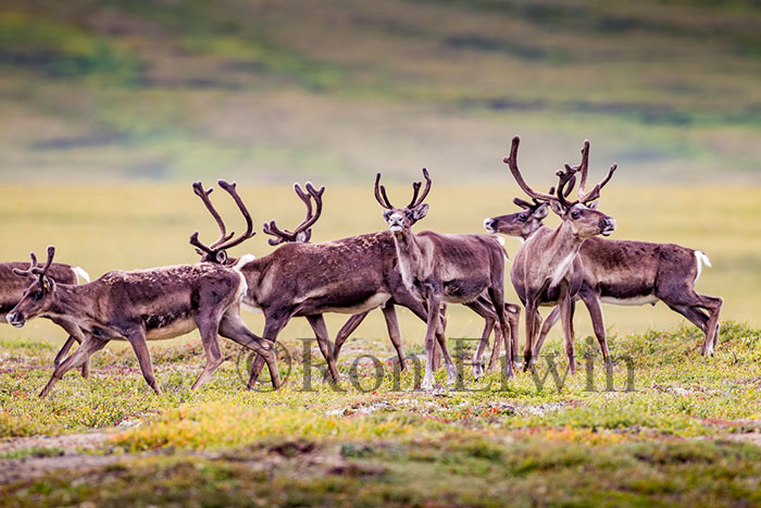 Porcupine Caribou