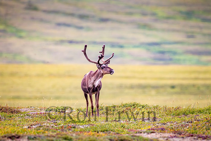 Porcupine Caribou