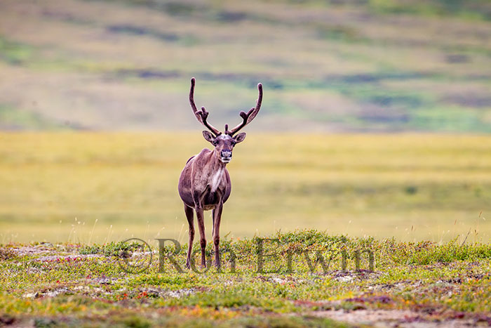 Porcupine Caribou