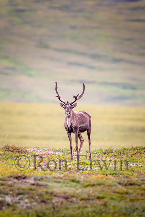 Porcupine Caribou