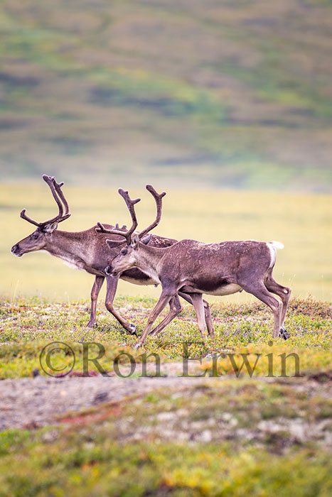 Porcupine Caribou