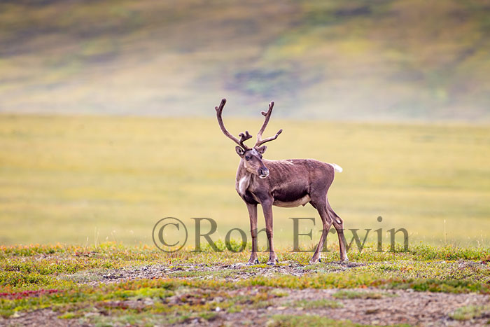Porcupine Caribou