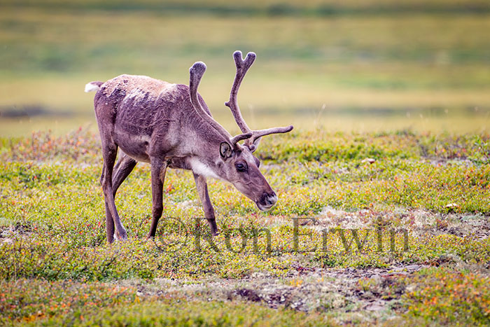 Porcupine Caribou