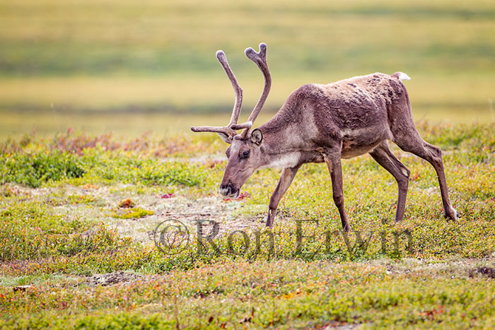 Porcupine Caribou