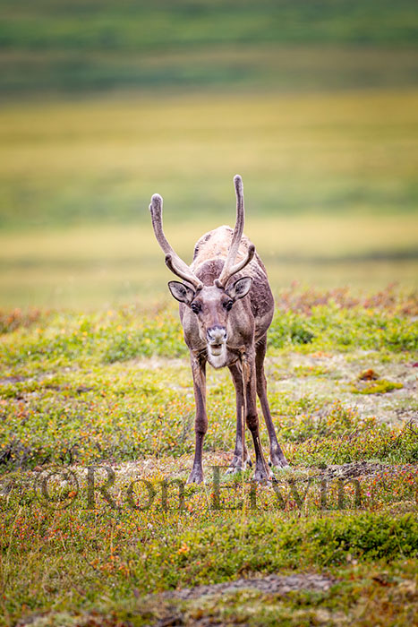 Porcupine Caribou