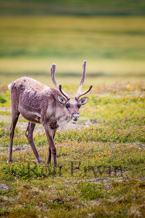 Porcupine Caribou