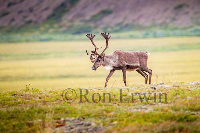 Porcupine Caribou