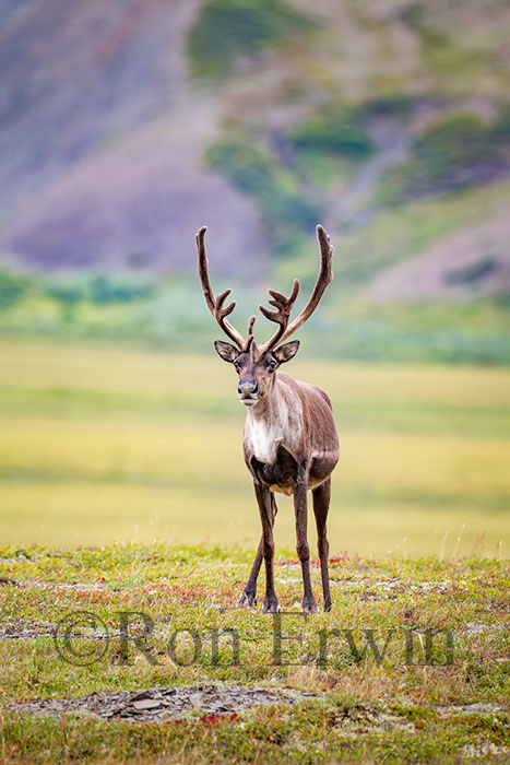 Porcupine Caribou