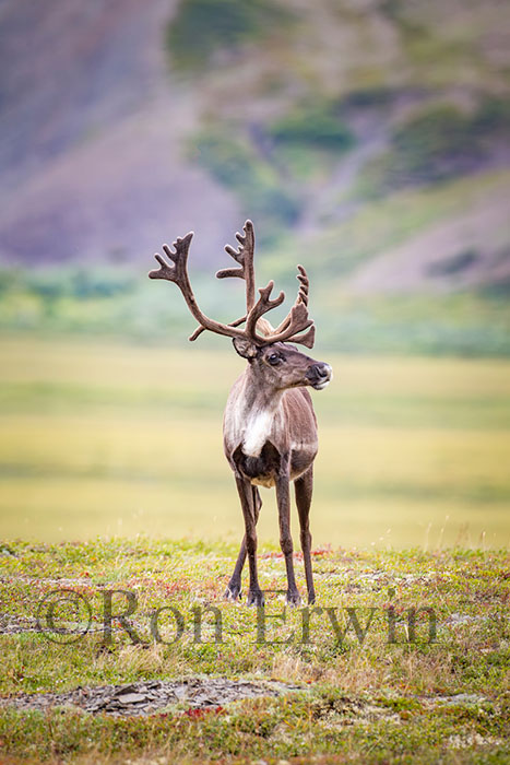Porcupine Caribou