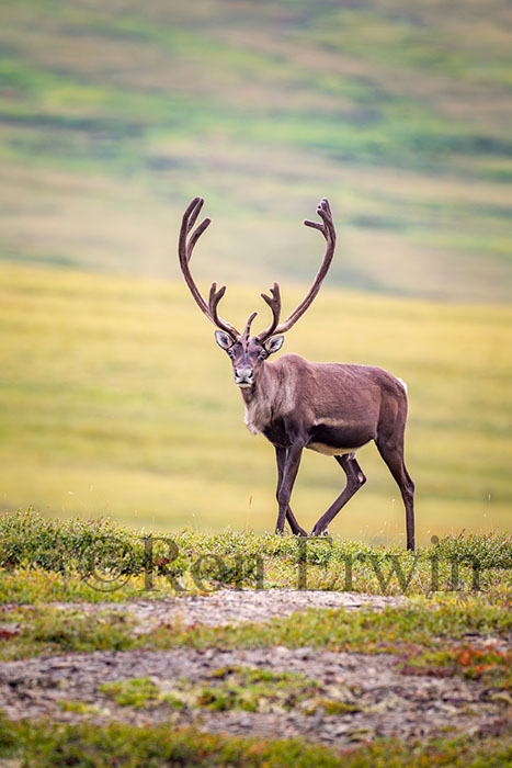 Porcupine Caribou