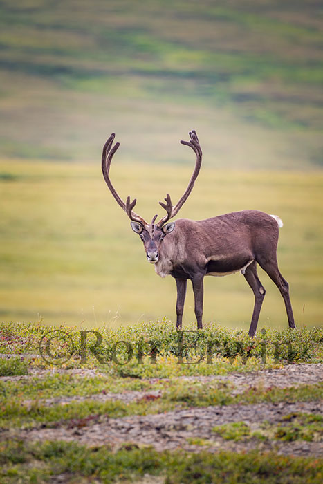 Porcupine Caribou