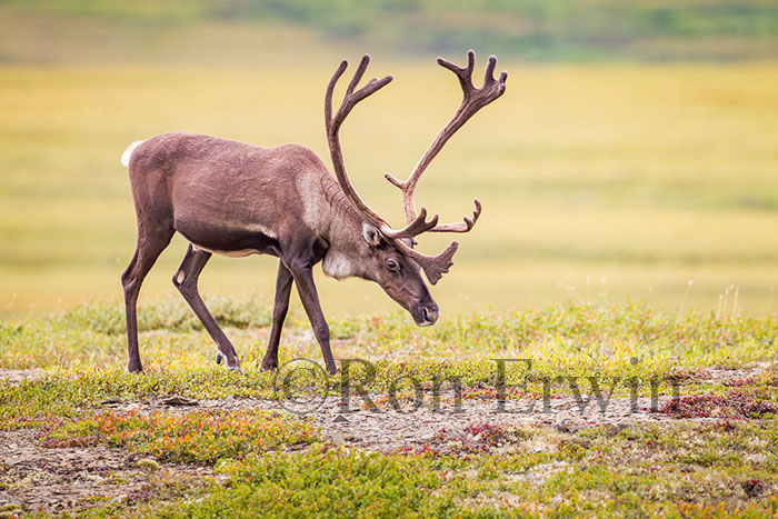 Porcupine Caribou