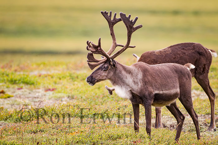 Porcupine Caribou