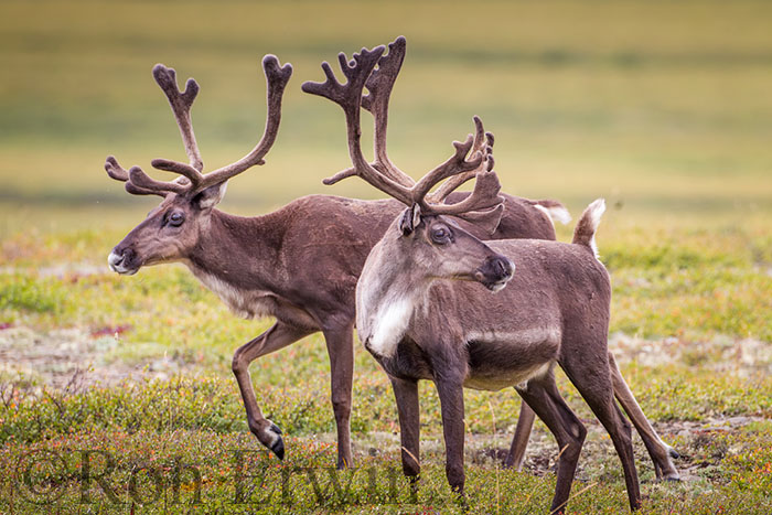 Porcupine Caribou