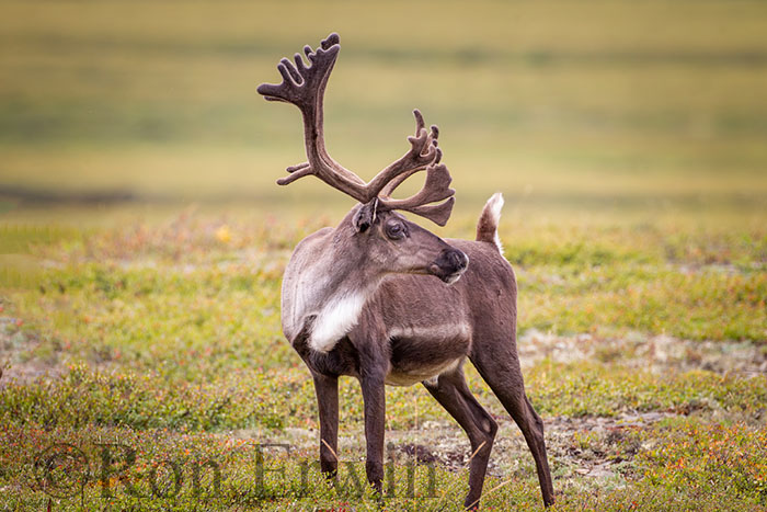 Porcupine Caribou
