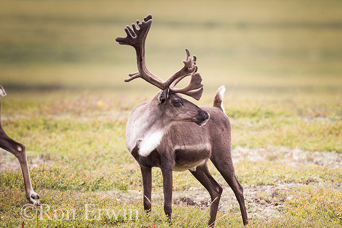 Porcupine Caribou