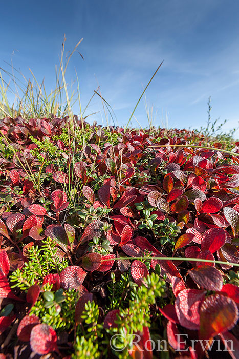 Bearberries in Autumn