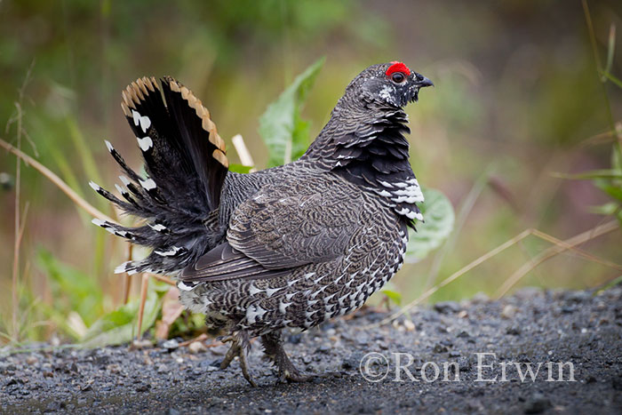 Male Spruce Grouse