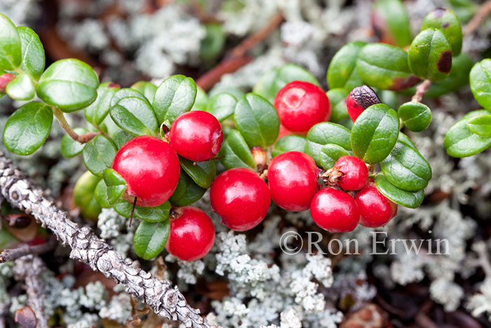 Lingonberry