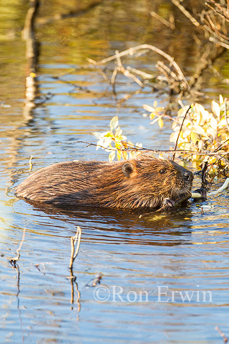 Beaver