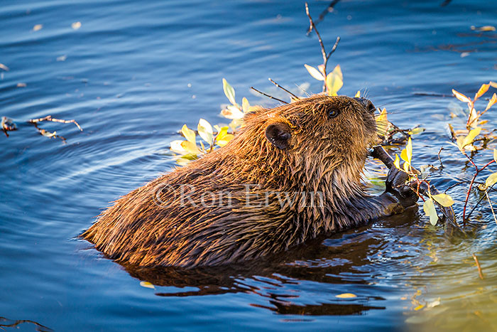 Beaver