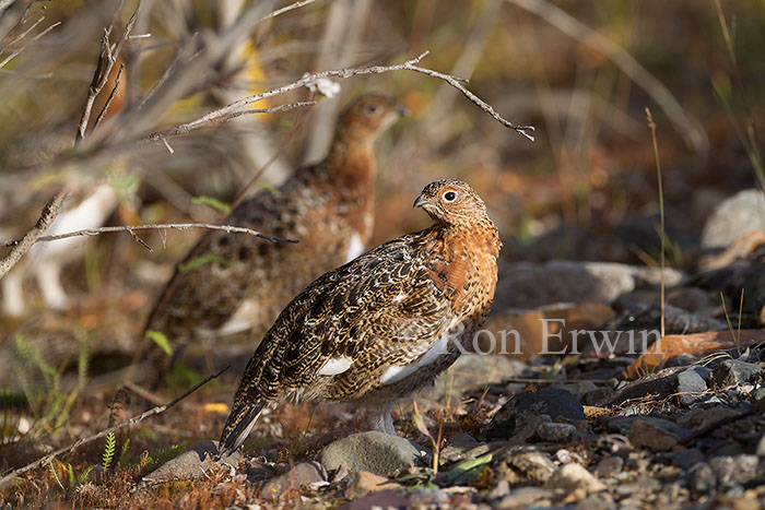 Willow Ptarmigans