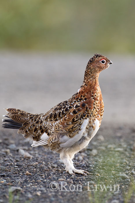 Male Willow Ptarmigan