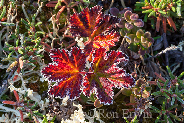 Frosted Cloudberry Leaves