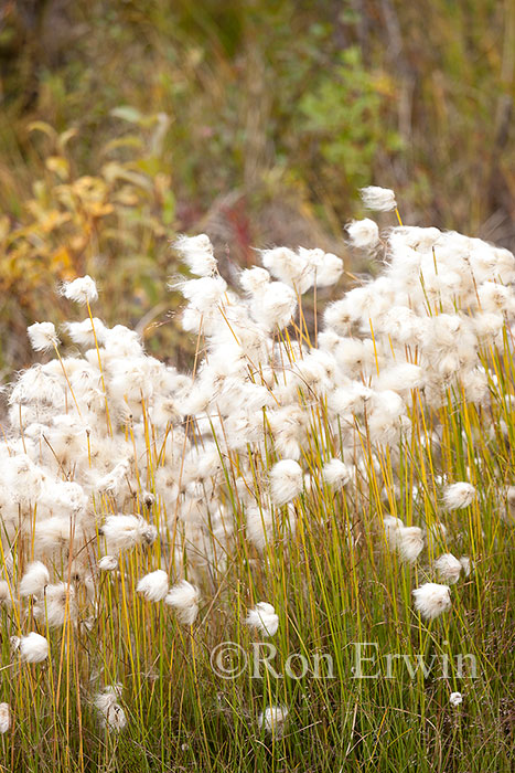 Cottongrass