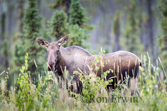Alaskan Moose