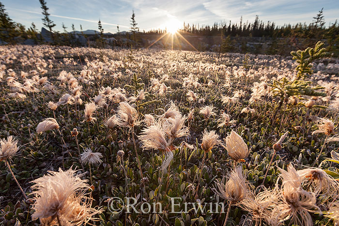Mountain Avens, Yukon