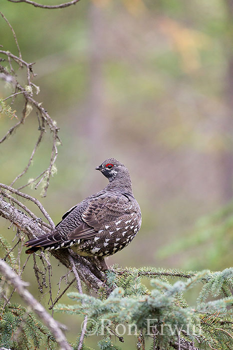 Male Spruce Grouse