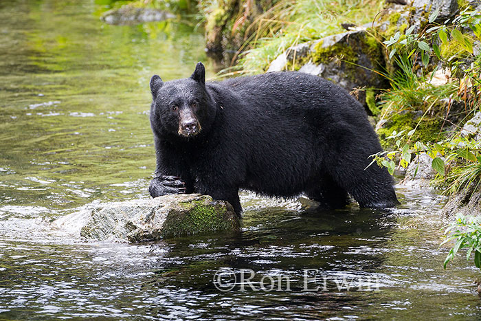 Black Bear