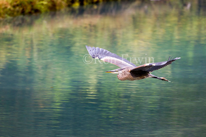 Great Blue Heron in Flight
