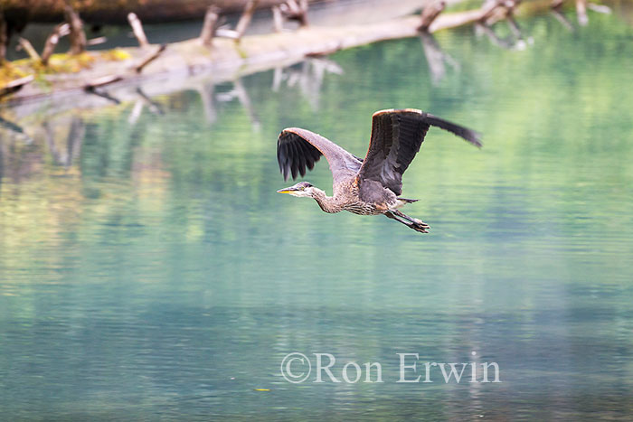Great Blue Heron in Flight